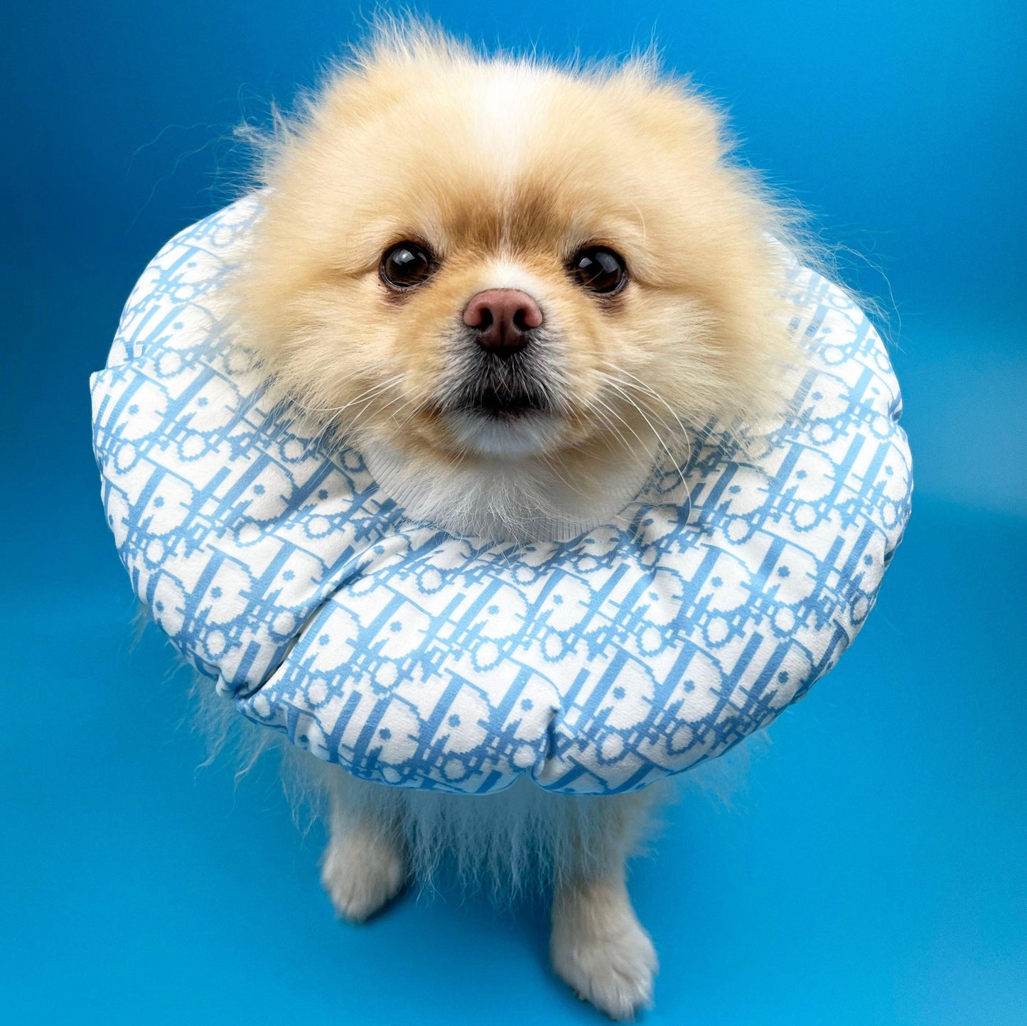 Pawdior Cushion Cone - bearsupreme