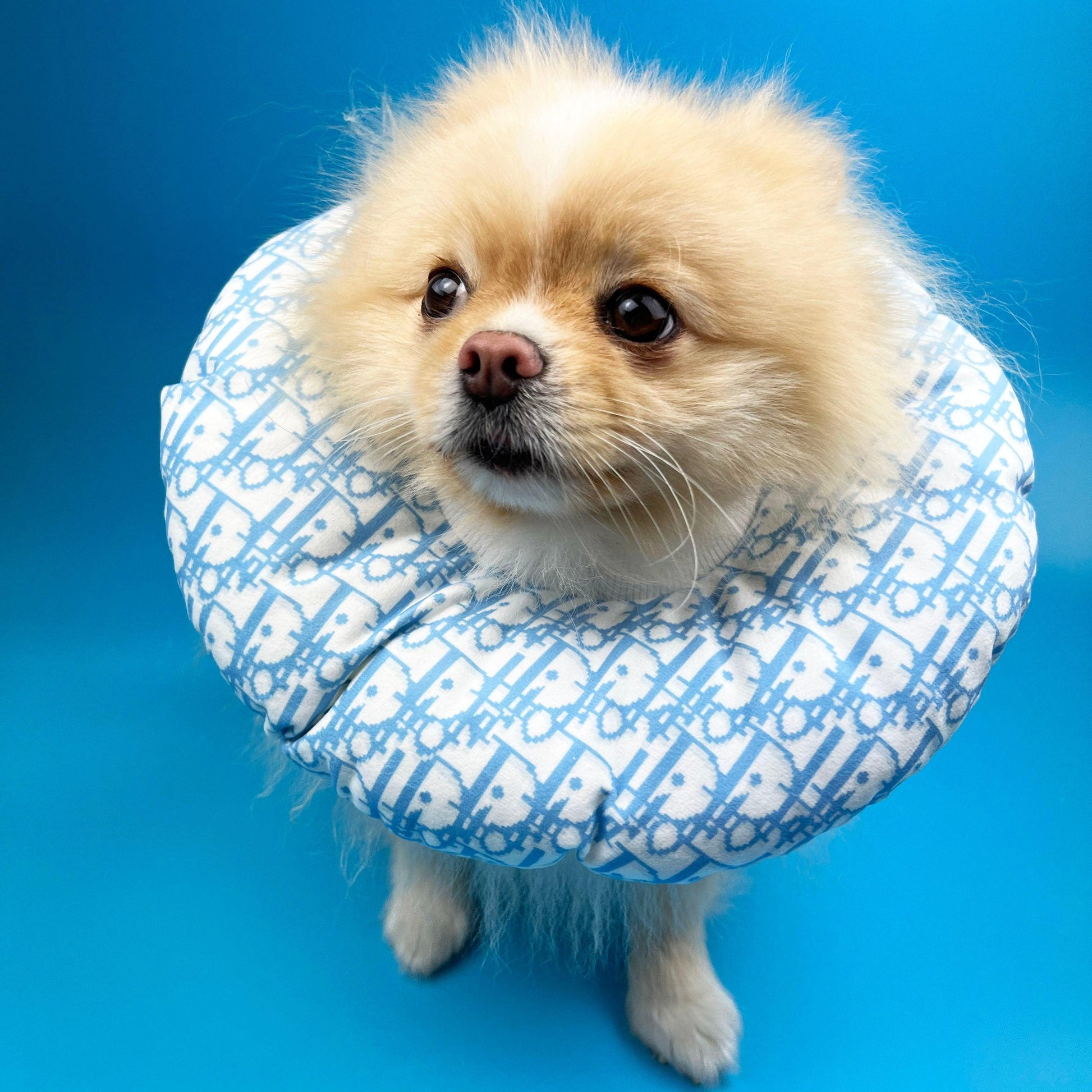 Pawdior Cushion Cone - bearsupreme